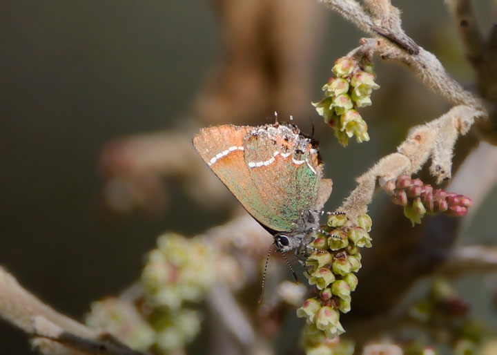 Juniper Hairstreak