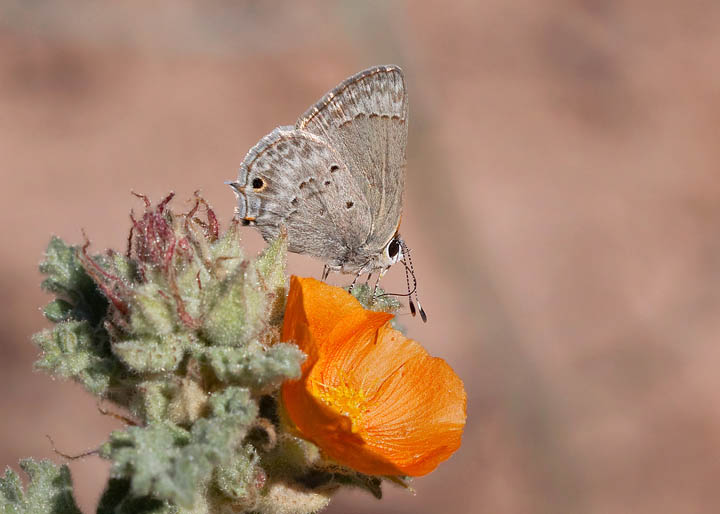 Mallow Scrub-Hairstreak