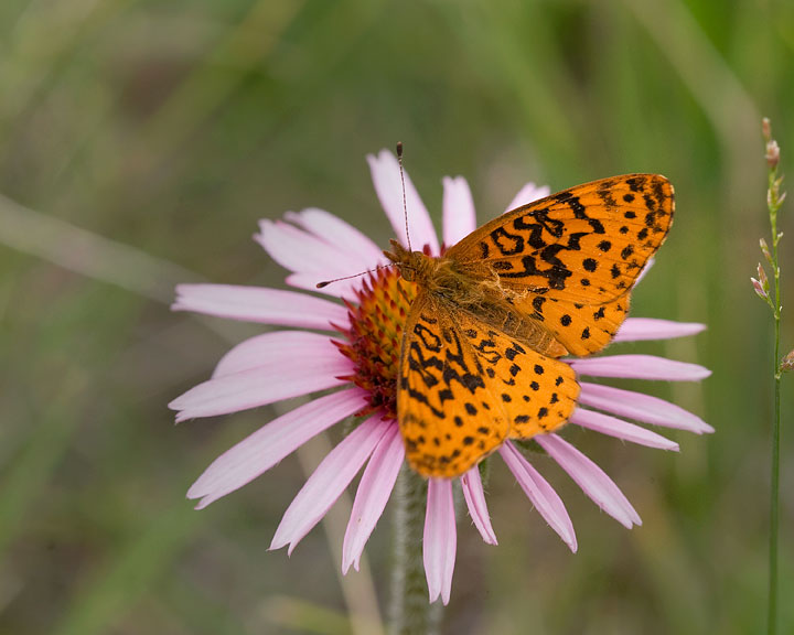 Meadow Fritillary