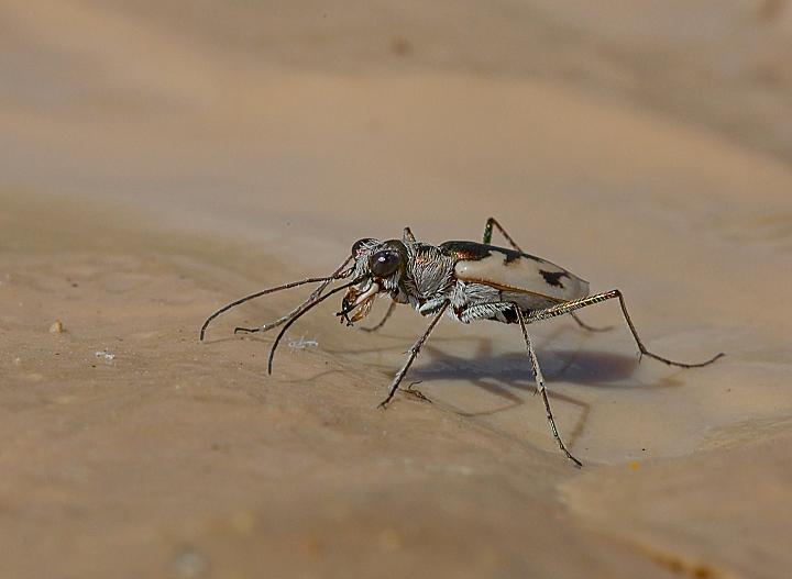 Cicindela nevadica makosika