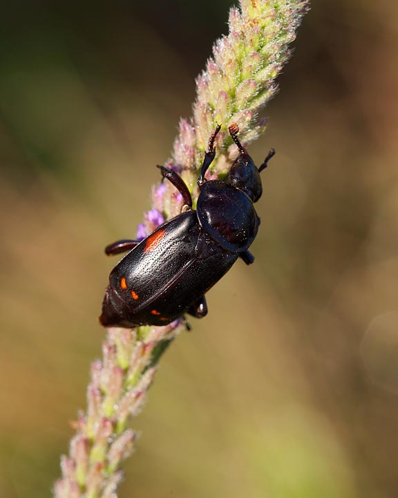 Nicrophorus pustulatus