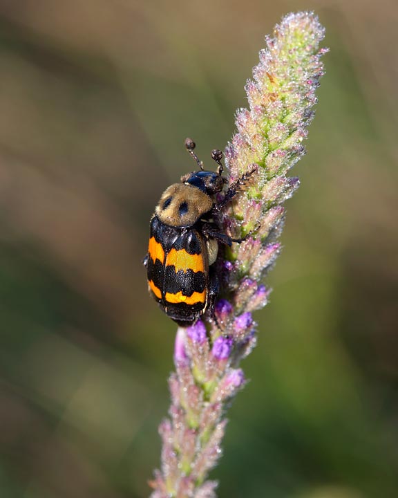 Nicrophorus tomentosus