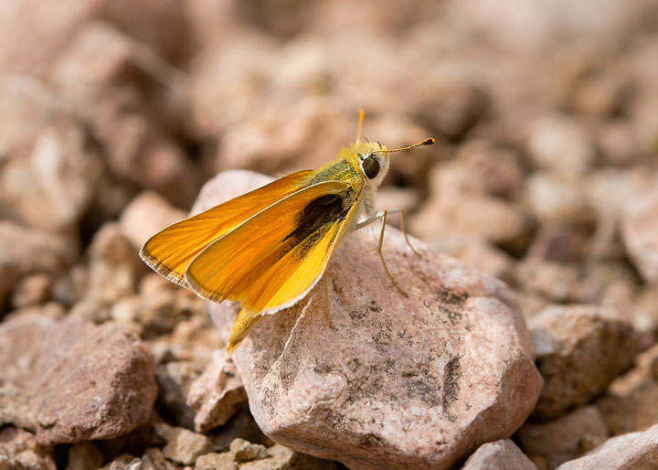 Orange Skipperling