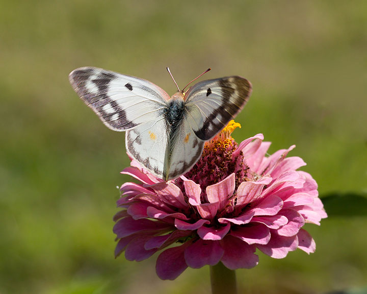 Orange Sulphur