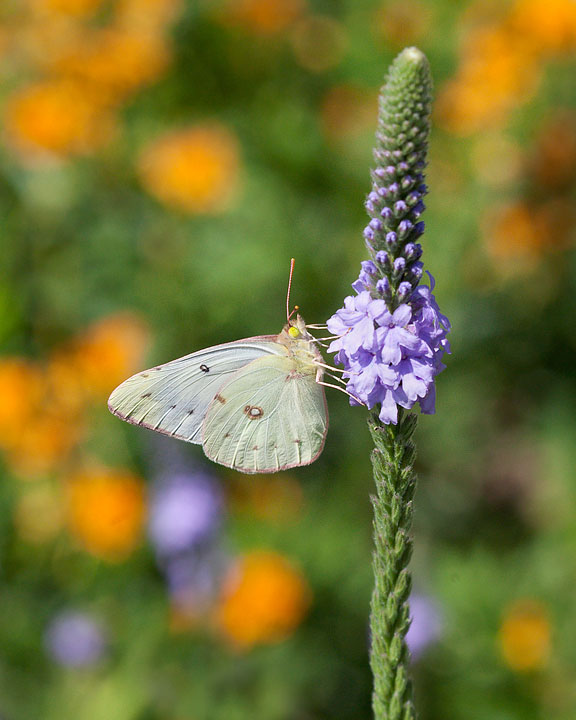 Orange Sulphur