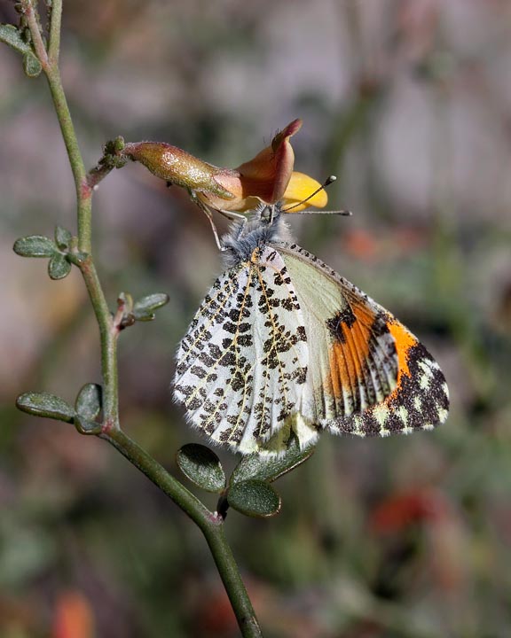 Southwestern Orangetip