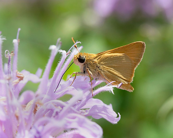 Ottoe Skipper