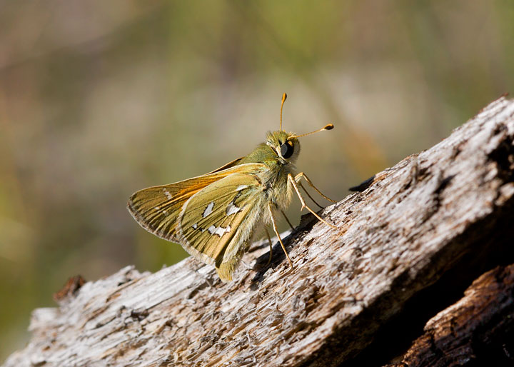 Pahaska Skipper