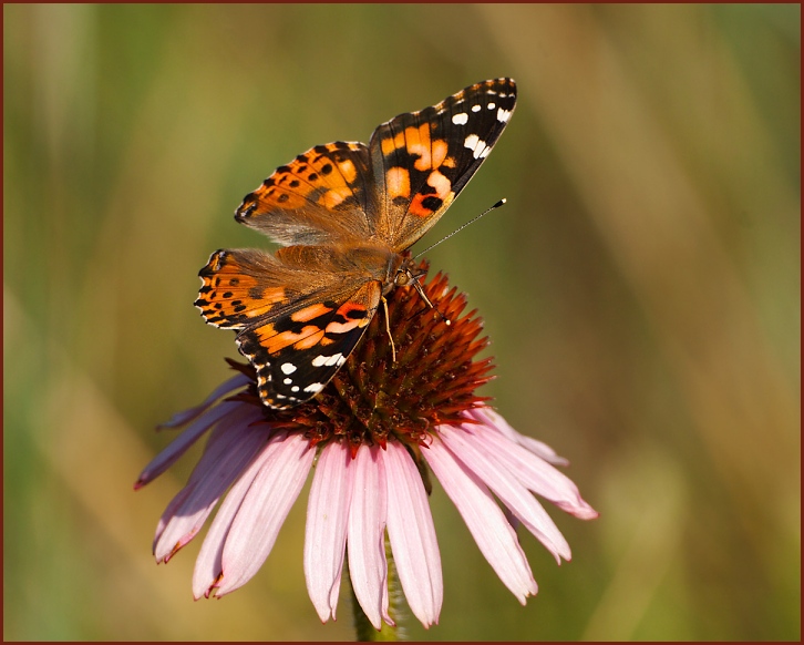 Painted Lady