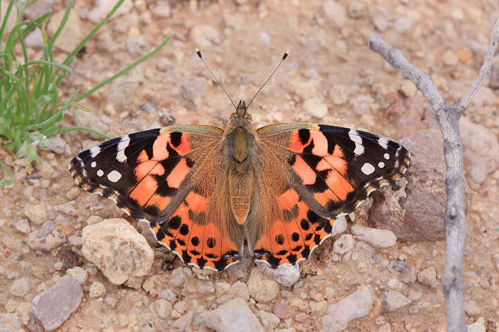 Painted Lady