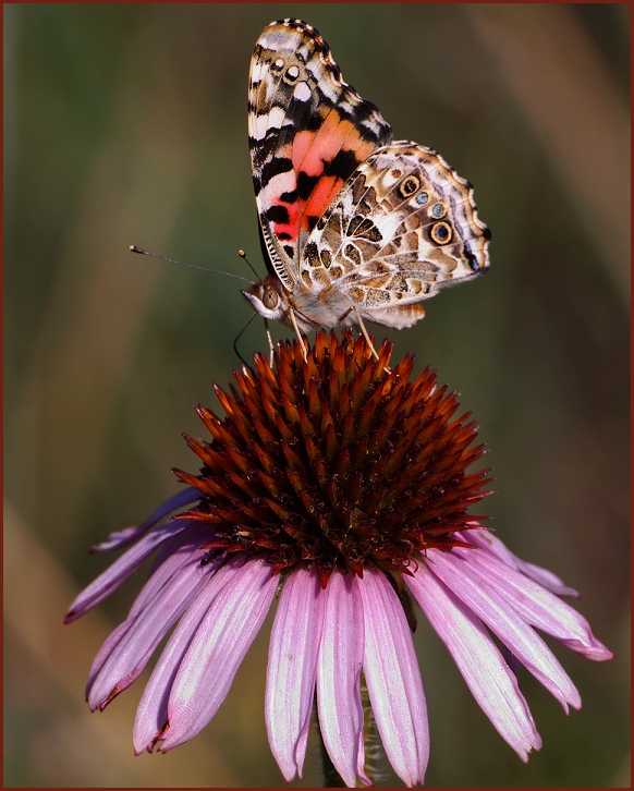 Painted Lady butterfly