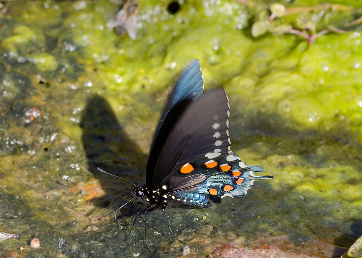 Pipevine Swallowtail