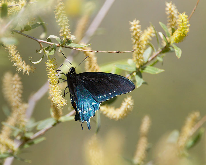 Pipevine Swallowtail