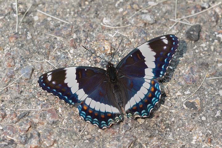 Red-spotted Purple