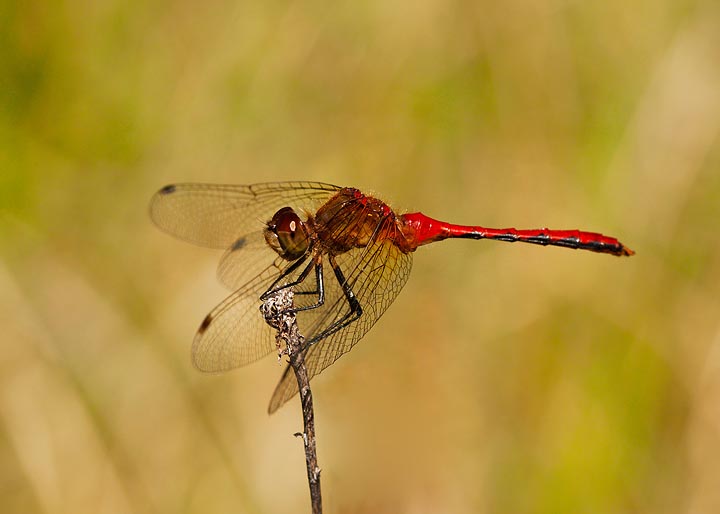 Ruby meadowhawk, Sympetrum rubicundulum 