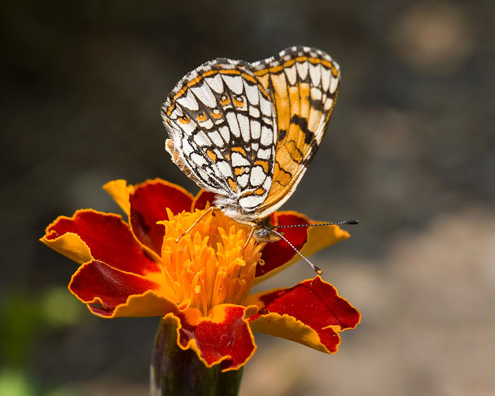 Sagebrush Checkerspot