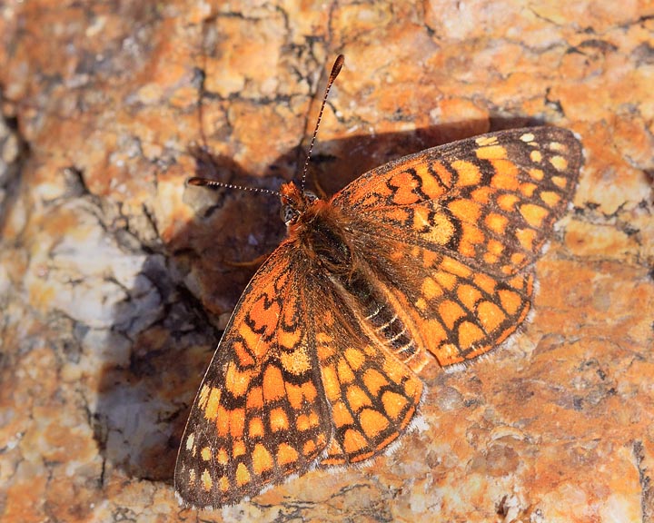 Sagebrush Checkerspot