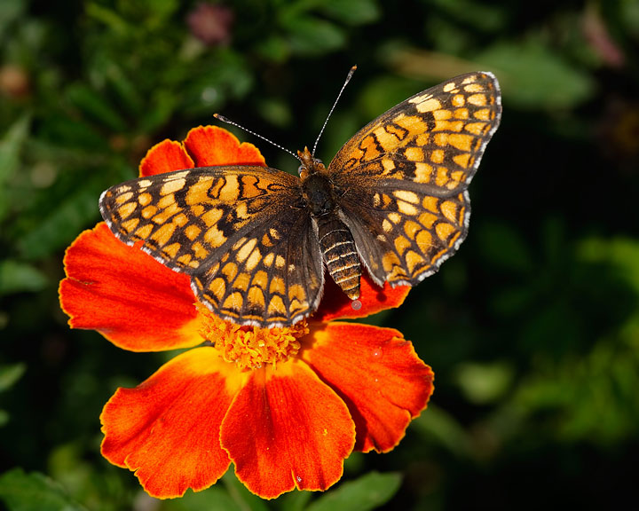 Sagebrush Checkerspot