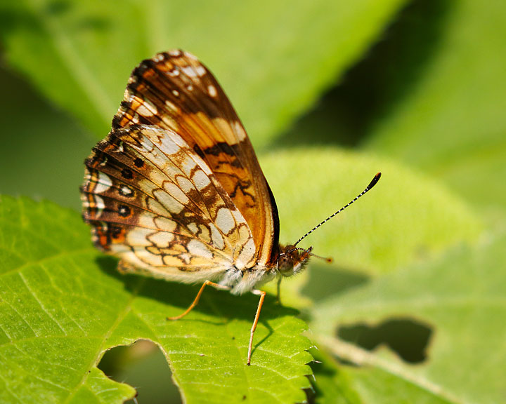 Silvery Checkerspot