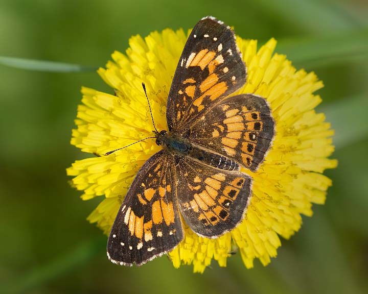 Silvery Checkerspot