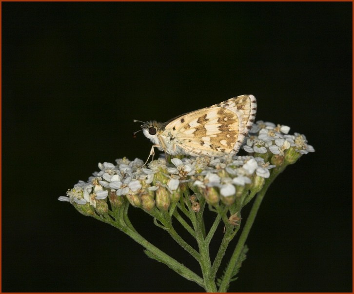 Common Checkered-Skipper 