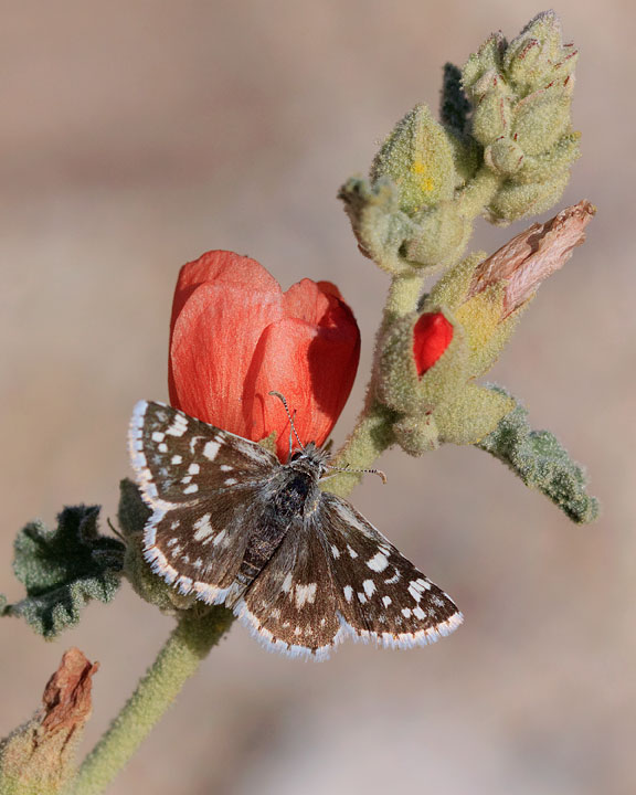 Small Checkered-Skipper 