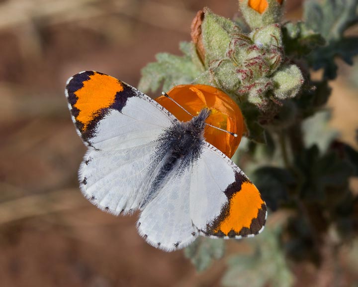 Southwestern Orangetip