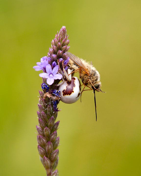 crab spider