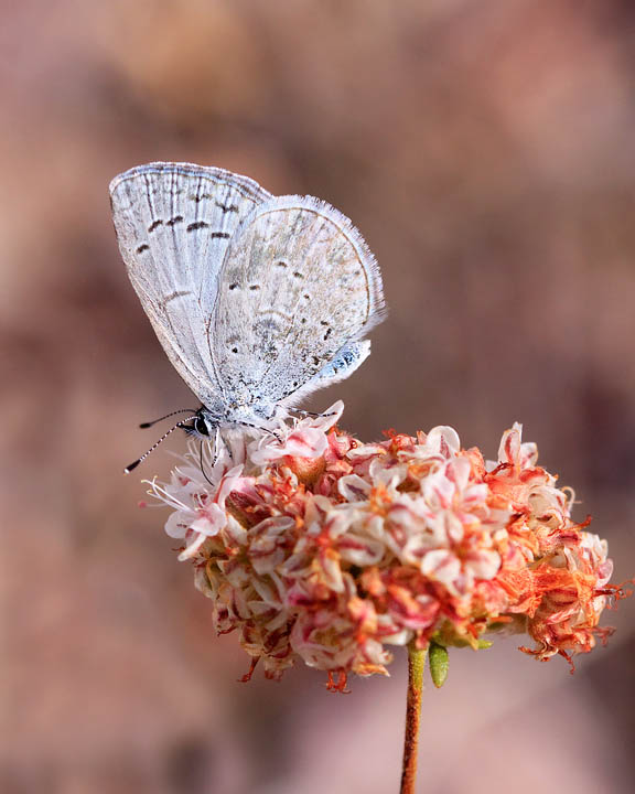 Spring Azure