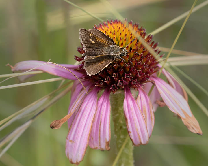 Tawny-edged Skipper