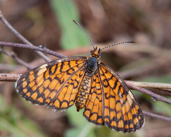 Tiny Checkerspot