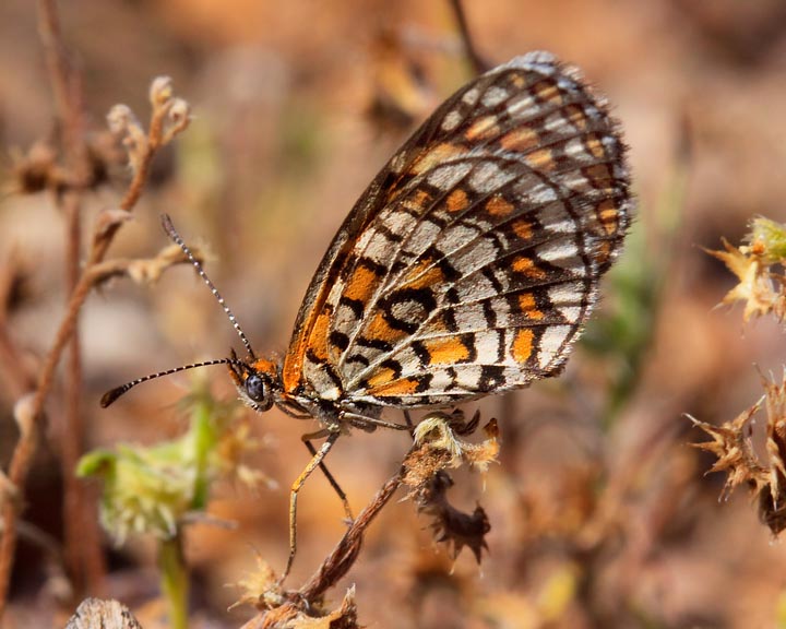 Tiny Checkerspot