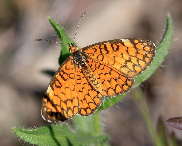 Tiny Checkerspot