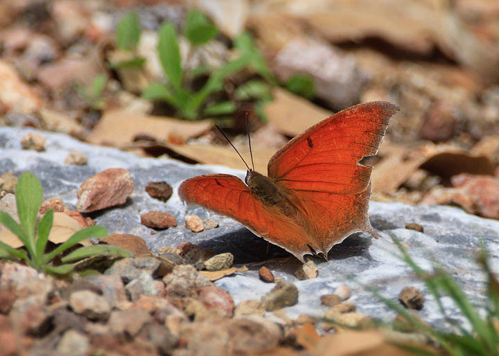 Tropical Leafwing