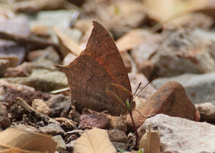 Tropical Leafwing