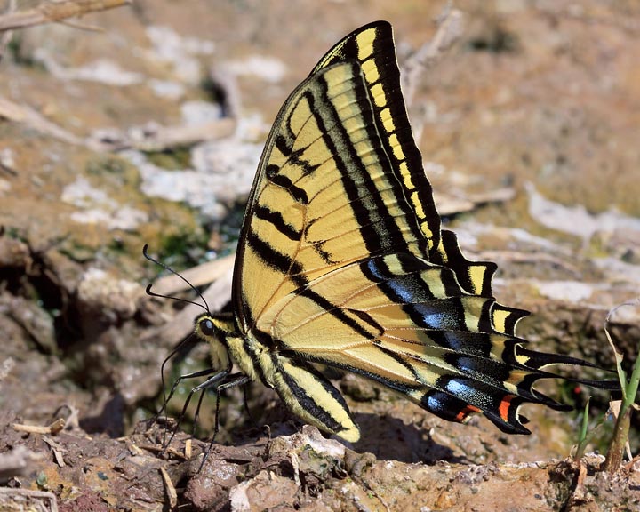 Two-tailed Swallowtail