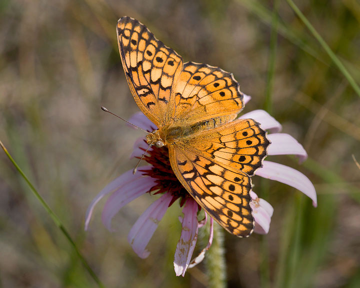 Variegated Fritillary