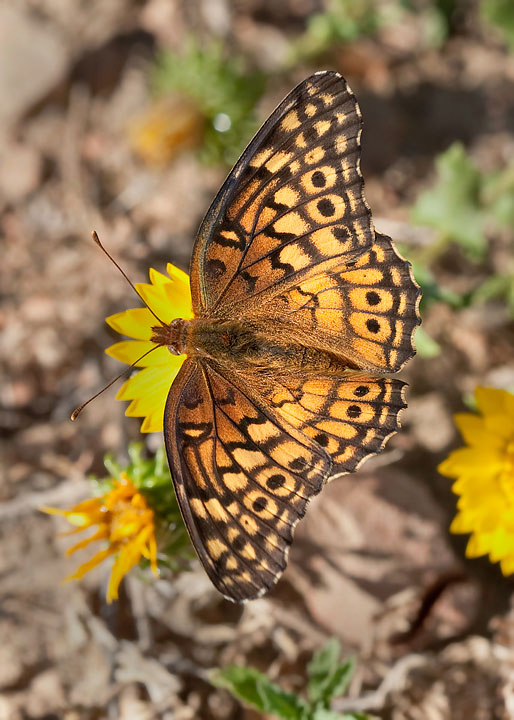 Variegated Fritillary