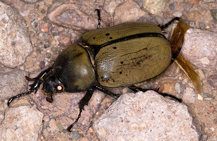 Western Hercules Beetle