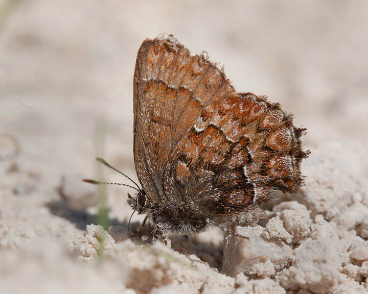 Western Pine Elfin