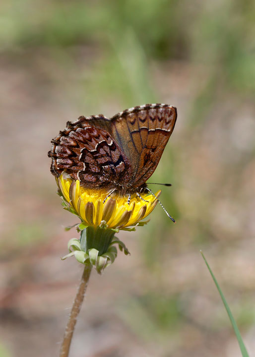 western pine elfin