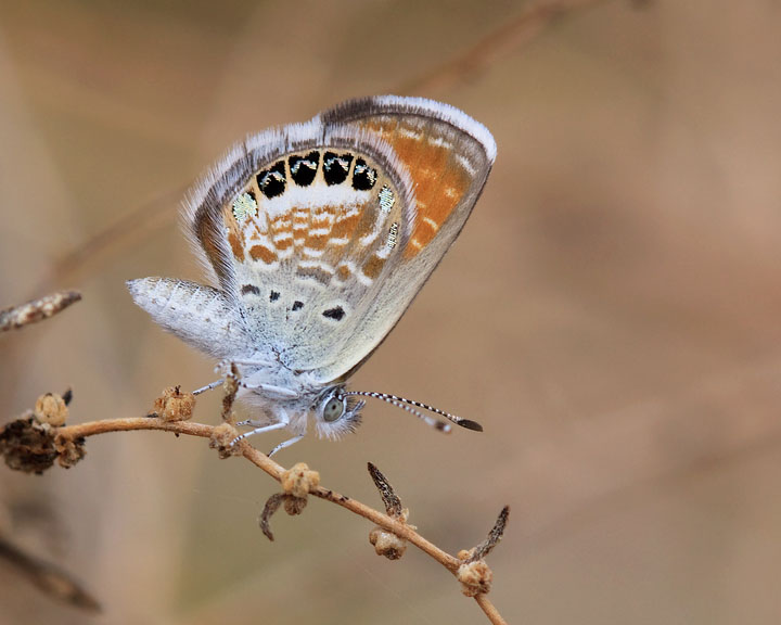 Western Pygmy-Blue