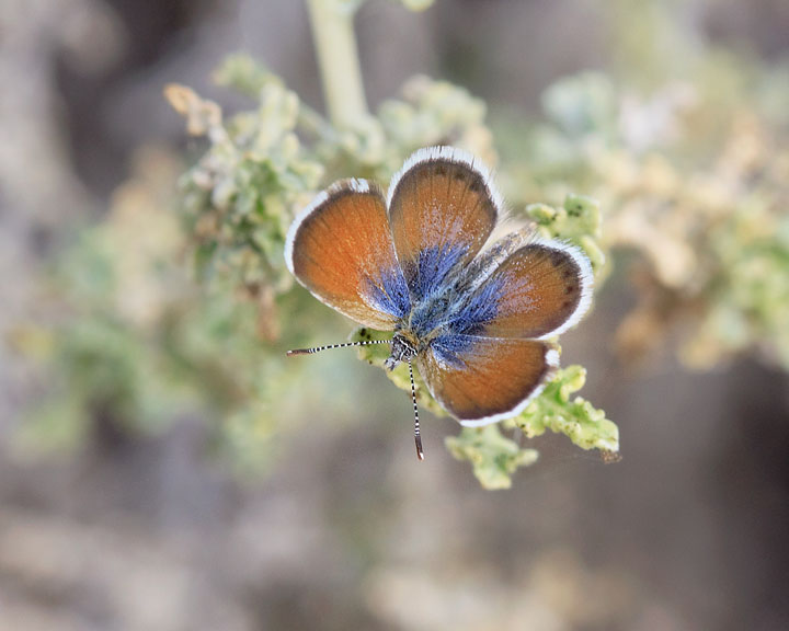 Western Pygmy-Blue