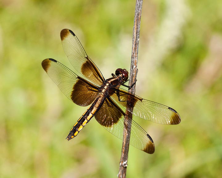 Widow Skimmer, Libellula luctuosa 