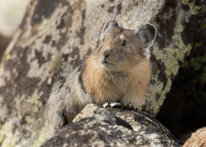 American Pika