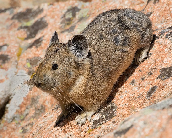 American Pika