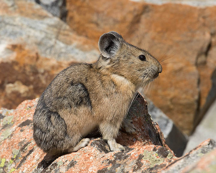 American Pika