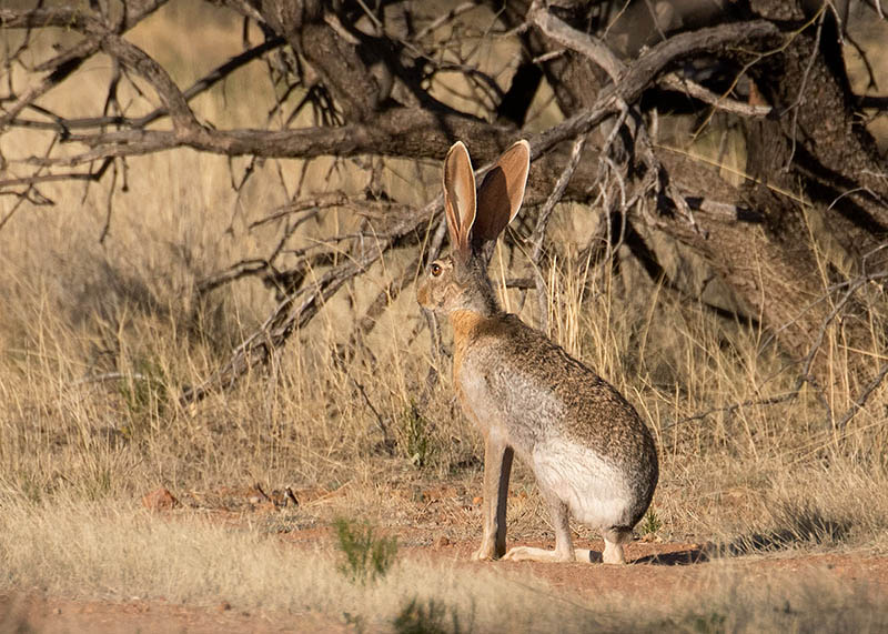 Antelope Jackrabbit