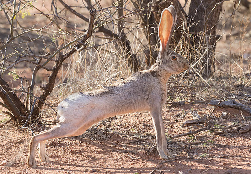 Antelope Jackrabbit