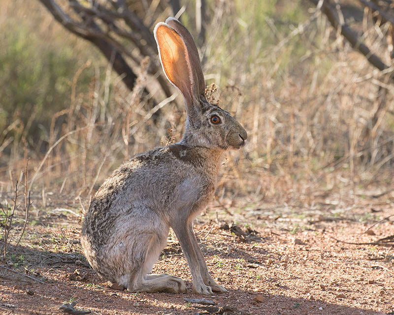 Antelope Jackrabbit